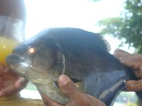 DSC08516