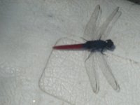 DSC08519