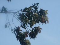 DSC08520